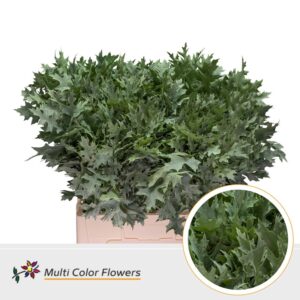 Eik Fijn (60 cm) Frost Mint – 60cm