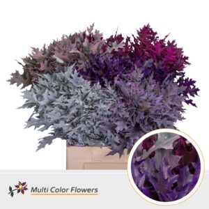 Eik Fijn (60 cm) Frost Mix – 60cm