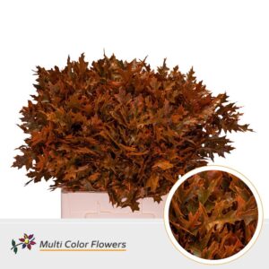 Eik Fijn (60 cm) Frost oranje – 60cm