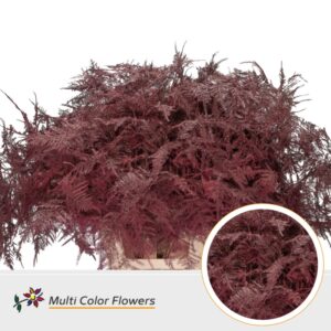 Asparagus extra V Bordeaux – 65cm
