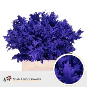 Eik Fijn (60 cm) Violet donker – 60cm