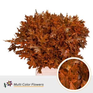 Eik Fijn (75 cm) Frost oranje – 70cm
