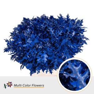 Eik Fijn (80 cm) Frost Blauw donker – 80cm