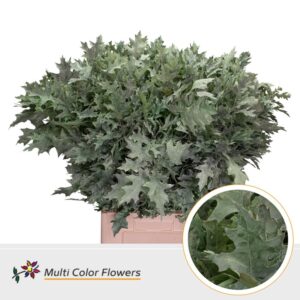 Eik Fijn (80 cm) Frost Mint – 80cm