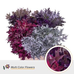 Eik Fijn (80 cm) Frost Mix – 80cm