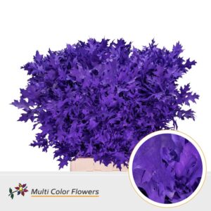 Eik Fijn (80 cm) Violet donker – 80cm