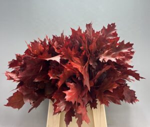 Eik Grof (50 cm) Rood – 50cm