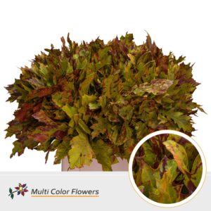Eik Grof (60 cm) Autumn – 60cm