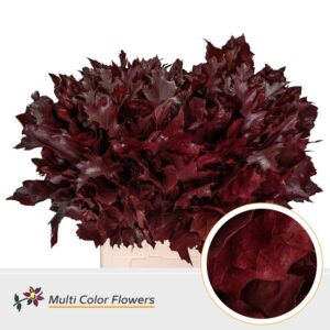 Eik Grof (60 cm) Bordeaux – 60cm