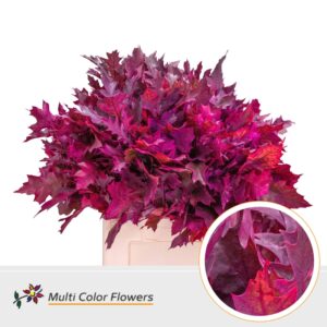 Eik Grof (60 cm) Frost erica – 60cm