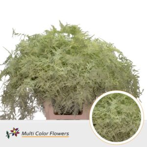 Asparagus extra V Creme – 65cm