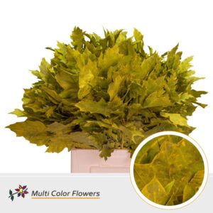 Eik Grof (60 cm) Frost geel – 60cm