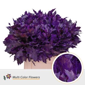 Eik Grof (60 cm) Frost lila donker – 60cm