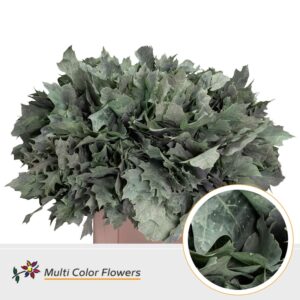 Eik Grof (60 cm) Frost Mint – 60cm