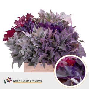 Eik Grof (60 cm) Frost Mix – 60cm