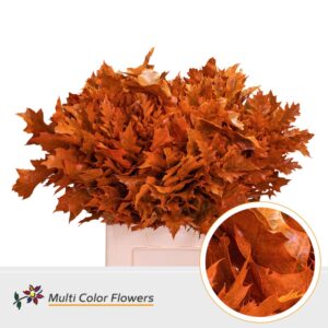 Eik Grof (60 cm) Frost oranje – 60cm