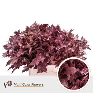 Eik Grof (60 cm) Herfst Bronze – 60cm