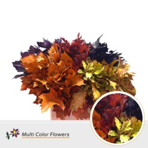 Eik Grof (60 cm) Herfst Mix – 60cm