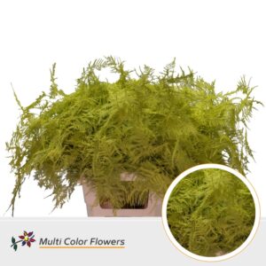 Asparagus extra V Geel – 65cm