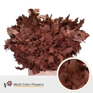 Eik Grof (80 cm) Bruin – 80cm