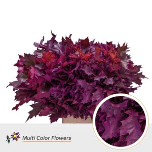 Eik Grof (80 cm) Frost erica – 80cm