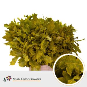Eik Grof (80 cm) Frost geel – 80cm