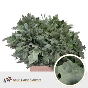 Eik Grof (80 cm) Frost Mint – 80cm