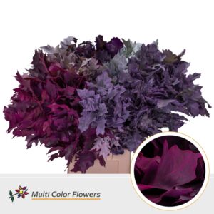 Eik Grof (80 cm) Frost Mix – 80cm