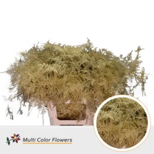 Asparagus extra V Goud – 65cm