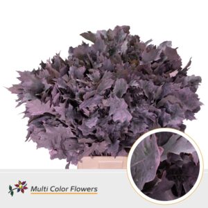 Eik Grof (80 cm) Frost rose – 80cm