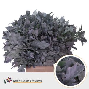 Eik Grof (80 cm) Frost wit – 80cm