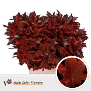 Eik Grof (80 cm) Rood – 80cm