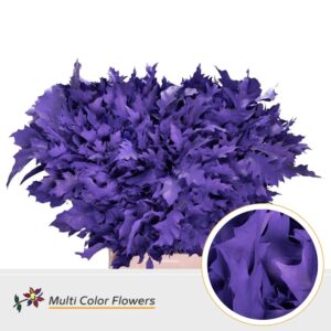 Eik Grof (80 cm) Violet donker – 80cm