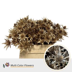 Eryngium Antique – 40cm