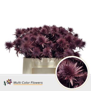 Eryngium Bordeaux – 40cm