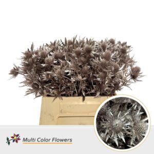 Eryngium Champagne – 40cm