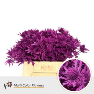 Eryngium Erica – 40cm