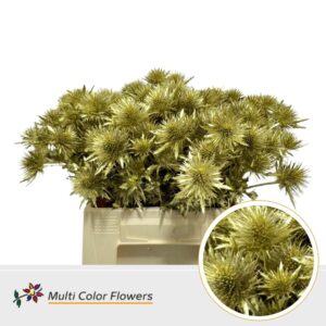 Eryngium Goud – 40cm