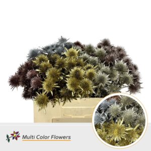 Eryngium Kerst Metallic Mix – 40cm