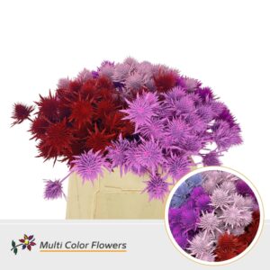 Eryngium Love Mix – 40cm