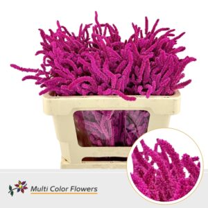 Amaranthus Hot Pink – 50cm