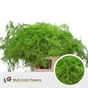 Asparagus extra V Groen appel – 65cm