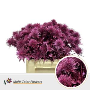 Eryngium Metallic Erica – 40cm