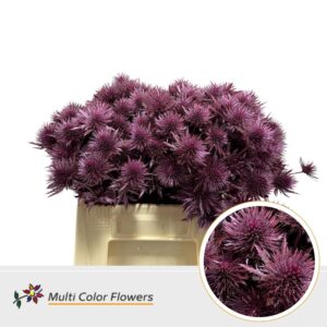 Eryngium Metallic Roze – 40cm