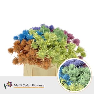 Eryngium Pastel Mix – 40cm