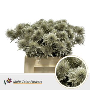 Eryngium Platina – 40cm