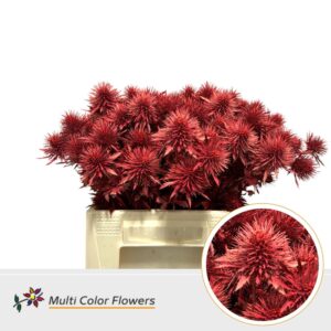 Eryngium Rood – 40cm