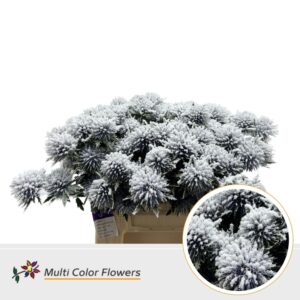 Eryngium Snow – 40cm