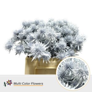 Eryngium Wit – 40cm