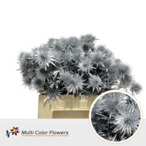 Eryngium Zilver – 40cm
